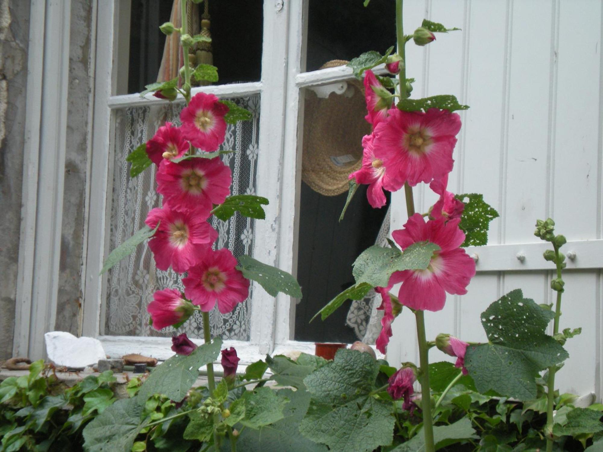 Guest house Cocooning